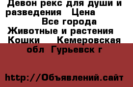 Девон рекс для души и разведения › Цена ­ 20 000 - Все города Животные и растения » Кошки   . Кемеровская обл.,Гурьевск г.